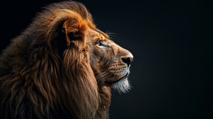 Naklejka premium A majestic lion gazing into the distance against a dark background