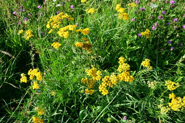 yellow wild flowers of tansy in a field of green grass with sunlight 