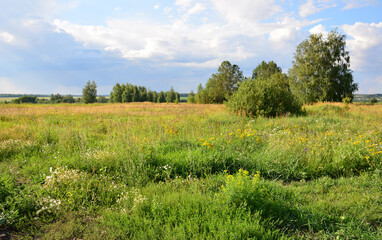 a field of wild flowers and trees with rainy sky in the background  