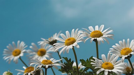 A cluster of white daisies On A soft sky blue backdrop