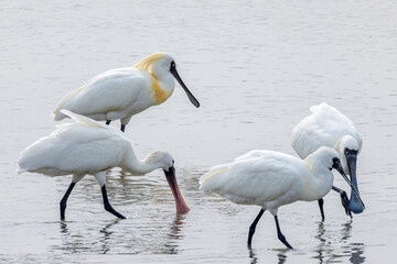 white heron in the water