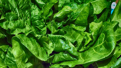 freshly picked, washed spinach leaves