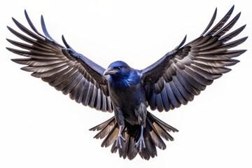 Obraz premium Majestic solitary raven in flight, wings fully outstretched, isolated on a pure white background, showcasing its sleek black plumage and mysterious gaze.