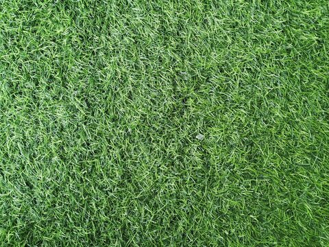 Synthetic Grass
The view from the top of the artificial grass