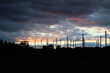 Naklejka premium sunset over the vineyard