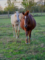 Caballos paseando en la naturaleza