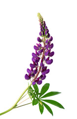 Purple lupine flowers isolated on white background. Bunch of colorful lupines, spring flower.