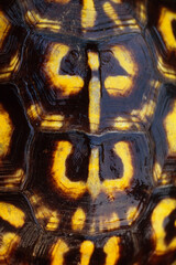 Detail of an Eastern Box Turtle shell