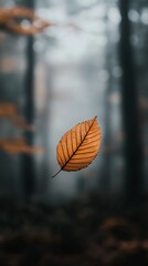 Obraz premium Single orange leaf falling from tree in autumn forest