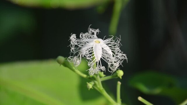 Snake gourd vegetable male flower blooming closeup in vegetable garden on a bright sunny day
