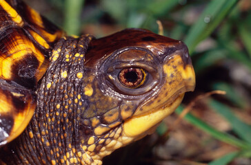 Eastern Box Turtle Portrait