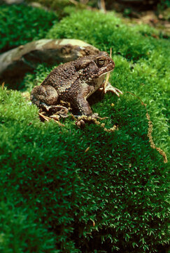 American Toad on Mossy Hill