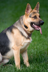 German Shepherd Portrait