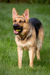 German Shepherd with Tennis Ball