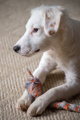 White Terrier Puppy