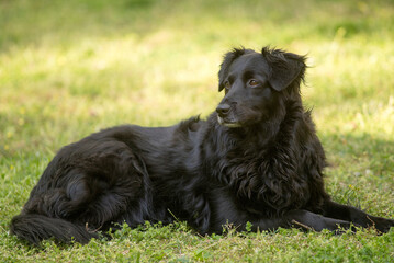 Black Border Collie