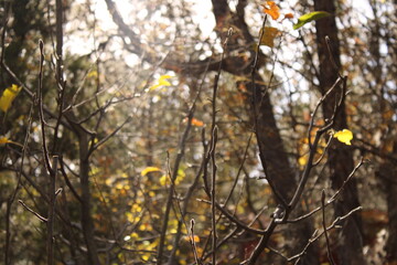 Naturaleza en su maximo explendor