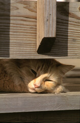 Cat Napping On Deck