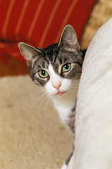 Cat Peeking From Behind Sofa