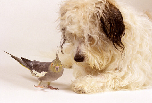 Dog Staring At Cockateil