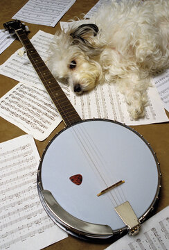 Dog and Banjo