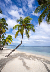 Palm trees sunbathing on a bright sunny day on a picture perfect white sand beach in Mauritius, Africa.