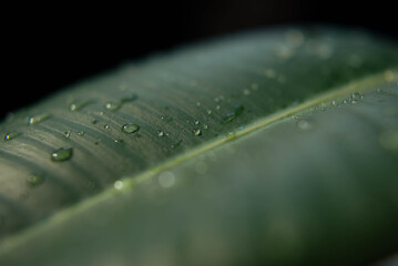 water drop on leaf