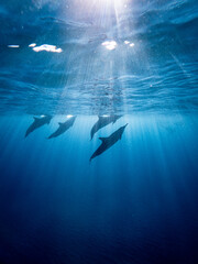 A group of wild dolphins reaching for the surface in Indian Ocean in Mauritius, Africa.