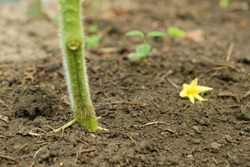 the base of a tomato bush, the trunk of a tomato growing out of the ground