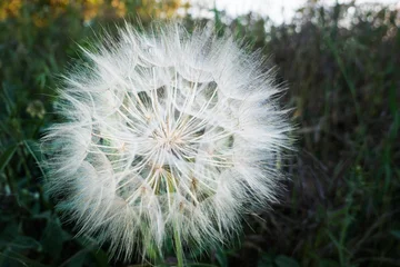 Fototapete Dandelion © kesslefe