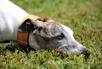 The muzzle of the Whippet dog lies on the green grass in a yellow collar.