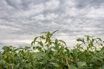 Green soybean plants close-up shot. Cloudy weather.