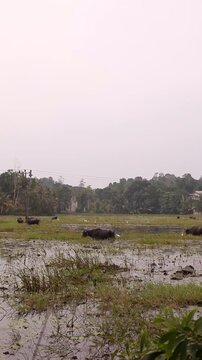 Asian water buffalo and herons in the swamp in Sri Lanka. 