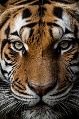 Fototapeta premium Majestic Tiger Portrait with Intense Gaze