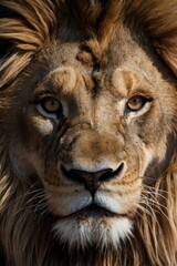 Fototapeta premium Majestic Lion Portrait with Intense Gaze