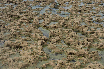 Coastal bottom at low tide at Étretat