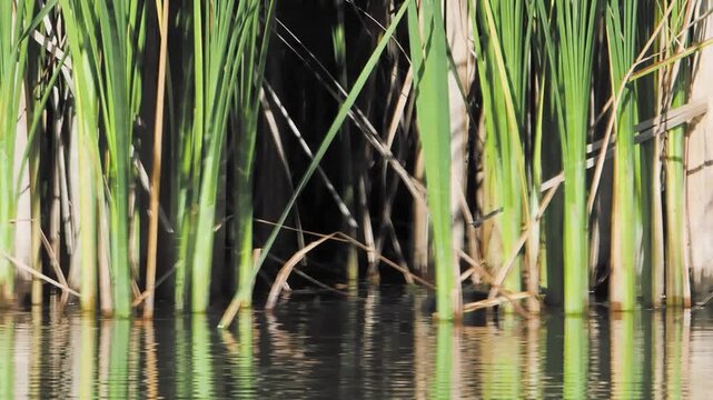 Little small baby coot chicks swim on a lake full of reeds slow motion