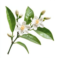 Close up of Orange tree branch with white flowers, buds and leaves. Neroli blossom. Citrus bloom. on an isolated white background