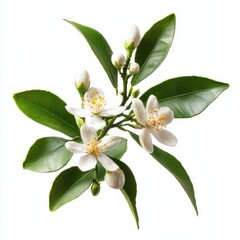 Close up of Orange tree branch with white flowers, buds and leaves. Neroli blossom. Citrus bloom. on an isolated white background