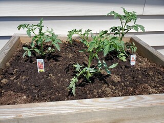 seedlings growing in a garden