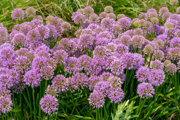 Allium 'Millenium,' Ornamental Onion, In The Native Plant Garden In Wisconsin