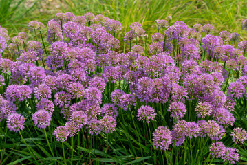 Allium 'Millenium,' Ornamental Onion, In The Native Plant Garden In Wisconsin