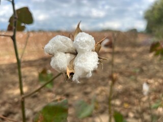 Cotton plants in the middle of an arid agroecosystem