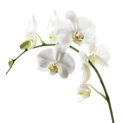Obraz premium white orchid isolated on white