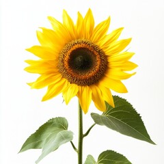 Obraz premium Close up of Sunflower on an isolated white background 