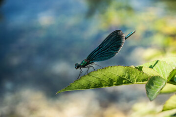 Dragonfly 