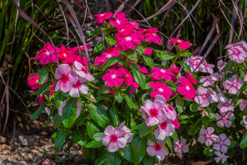 Vinca, Madagascar Periwinkle, Plants Growing In A Park Planter In Wisconsin In Summer