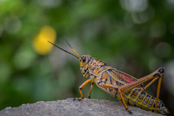 Fototapeta premium Giant Eastern Lubber Grasshopper - Romalea Guttata