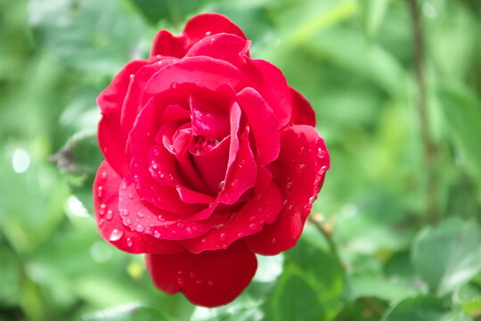 Rose mit Regentropfen