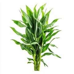 Fototapeta premium Close up of fresh green corn tree on an isolated white background 